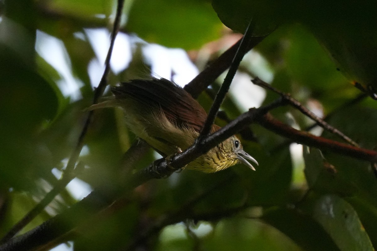 Pin-striped Tit-Babbler - ML622353726