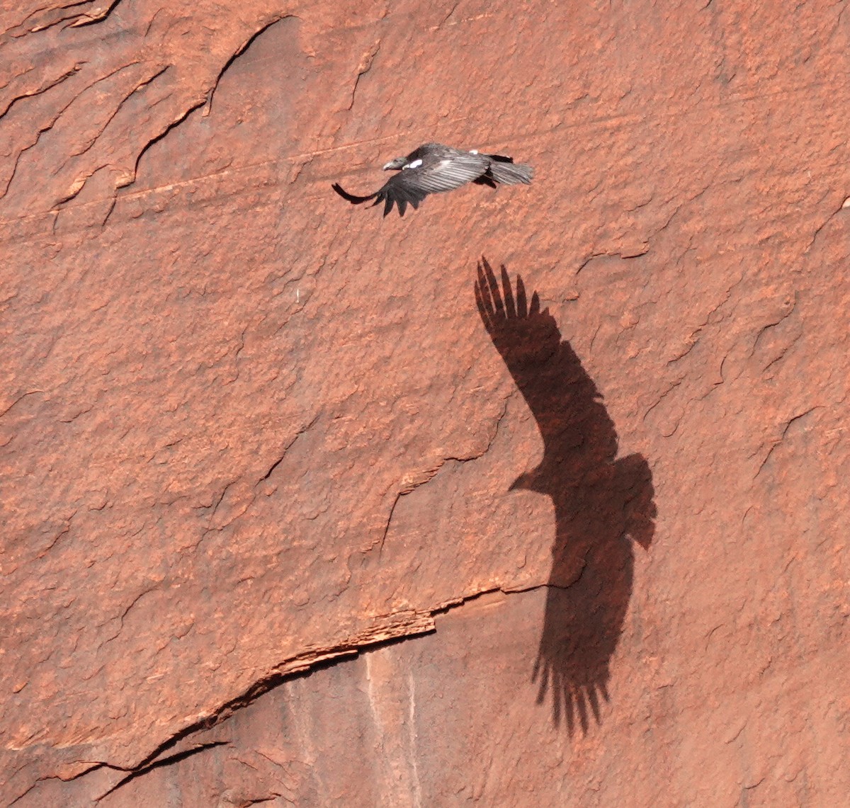 California Condor - Cheryl Carlile