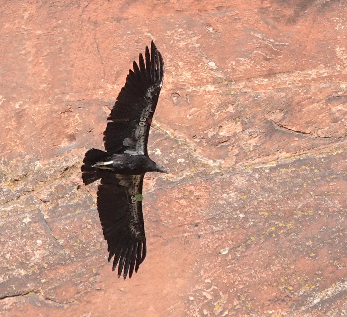 California Condor - ML622353746