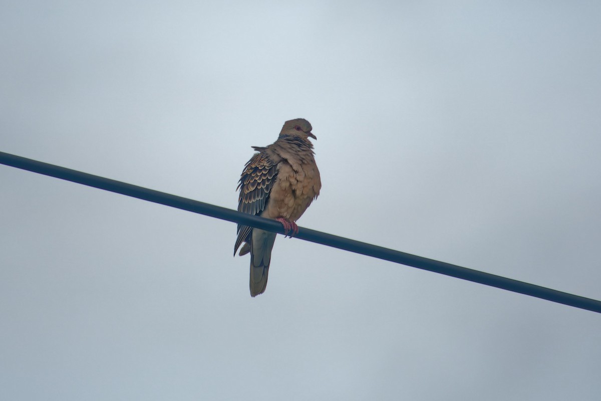 Oriental Turtle-Dove - ML622353747