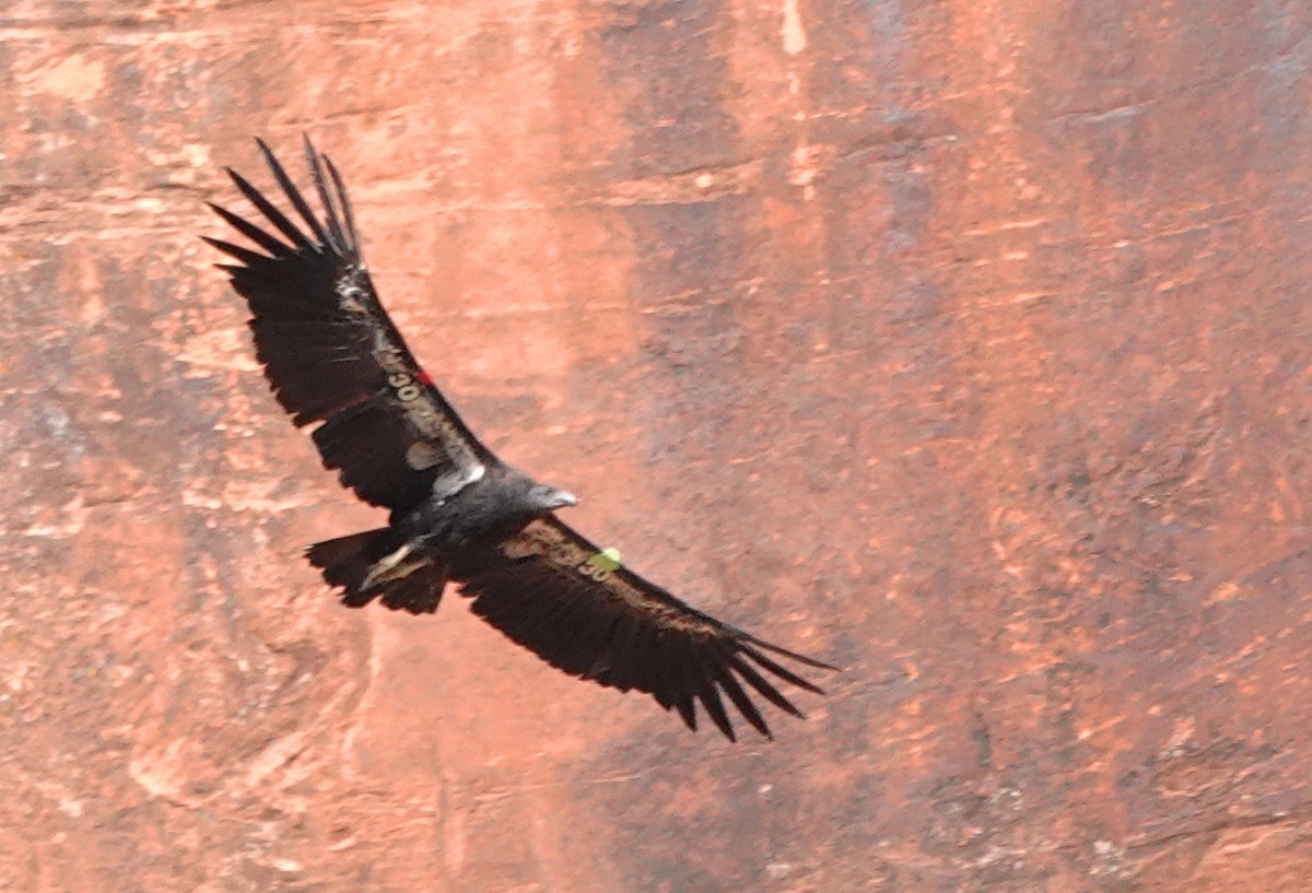 California Condor - ML622353754