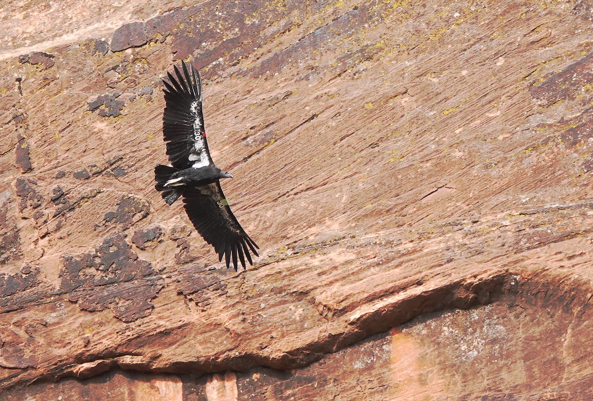 California Condor - ML622353764