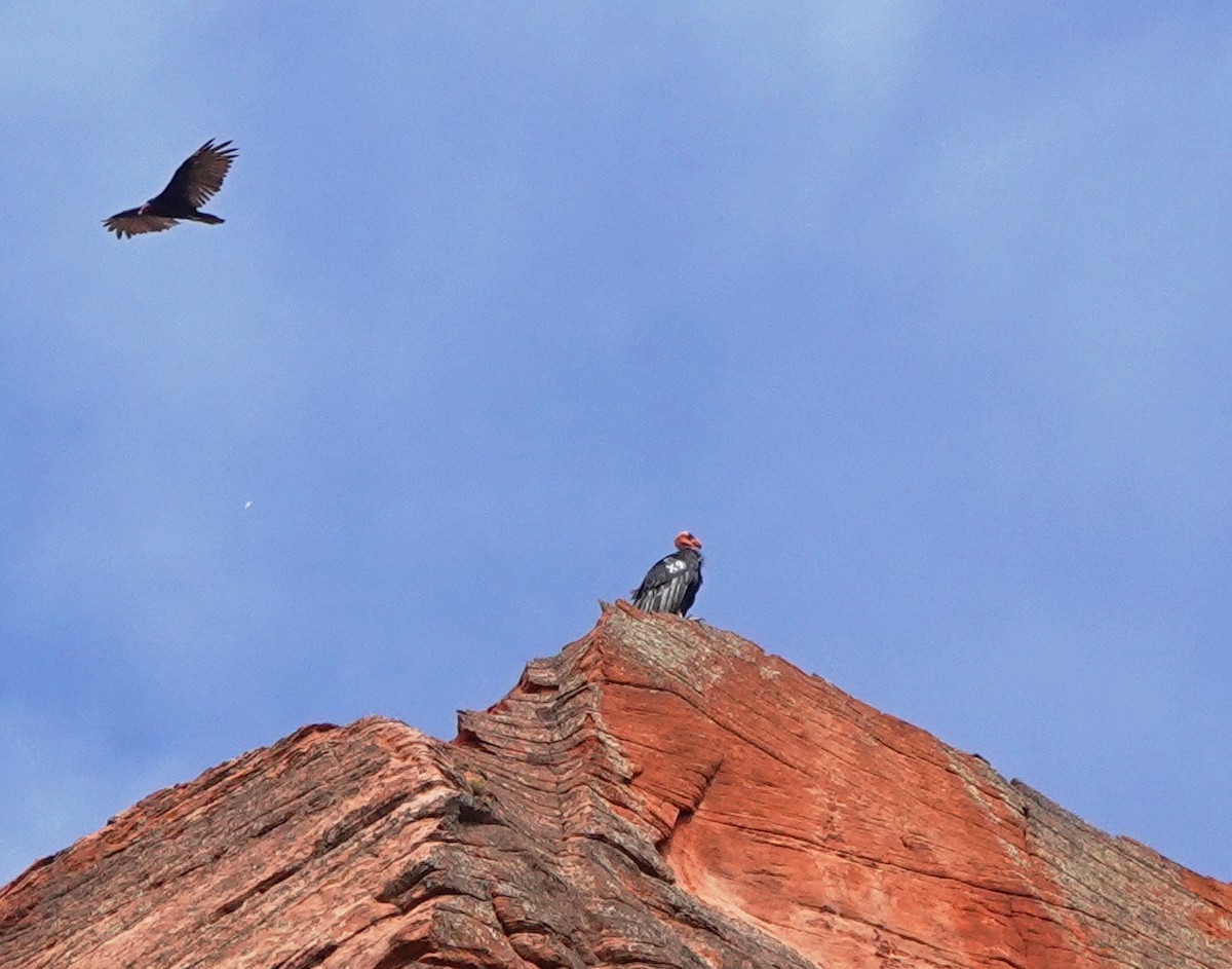 California Condor - ML622353767