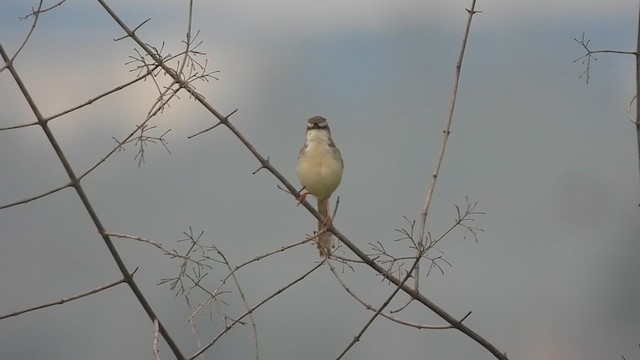 Plain Prinia - ML622353773