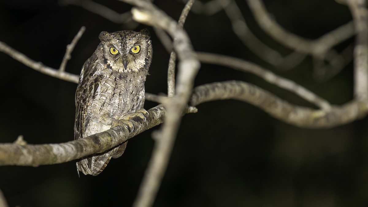 Mantanani Scops-Owl - ML622353777