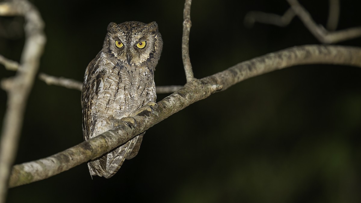 Mantanani Scops-Owl - ML622353795