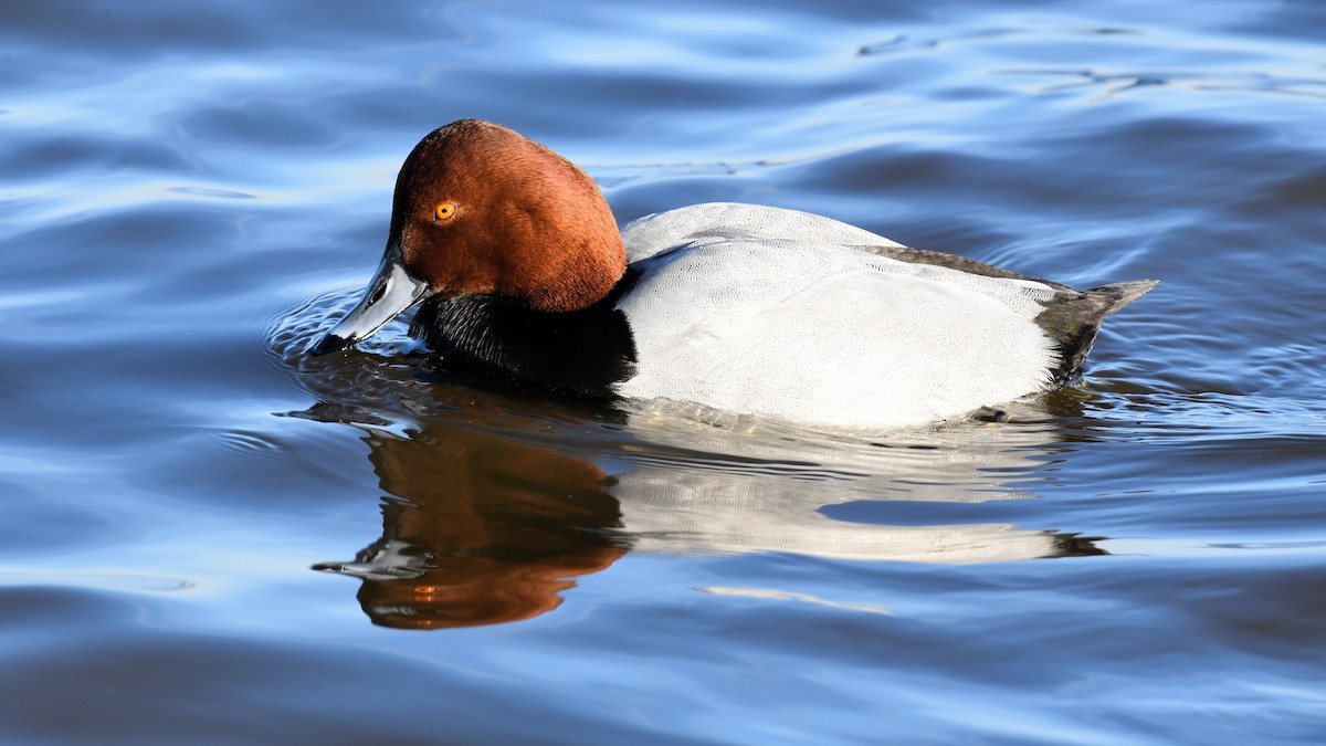 Redhead - ML622353800