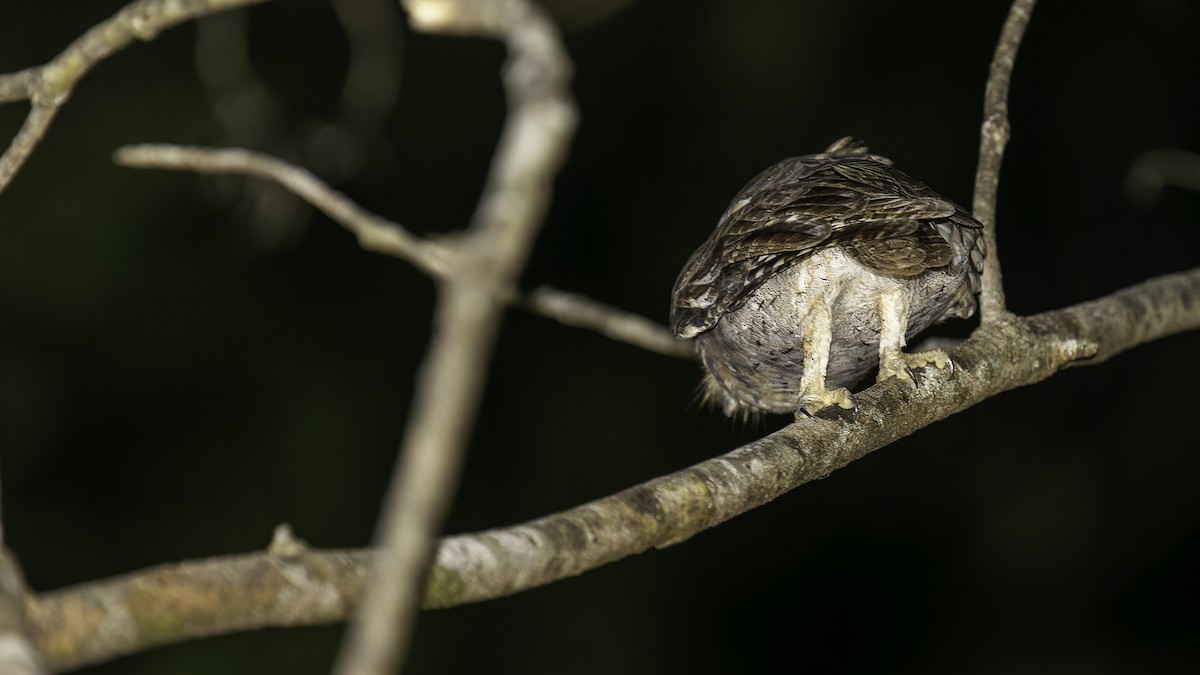 Mantanani Scops-Owl - ML622353808