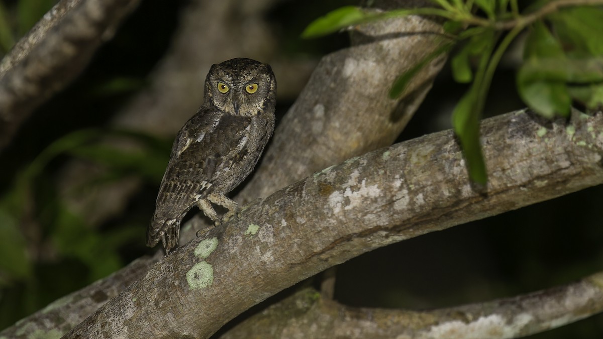 Mantanani Scops-Owl - ML622353824