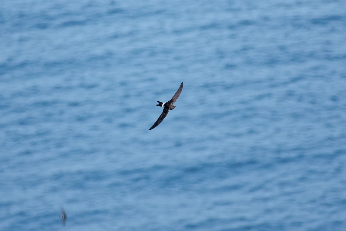 Pacific Swift - ML622353859