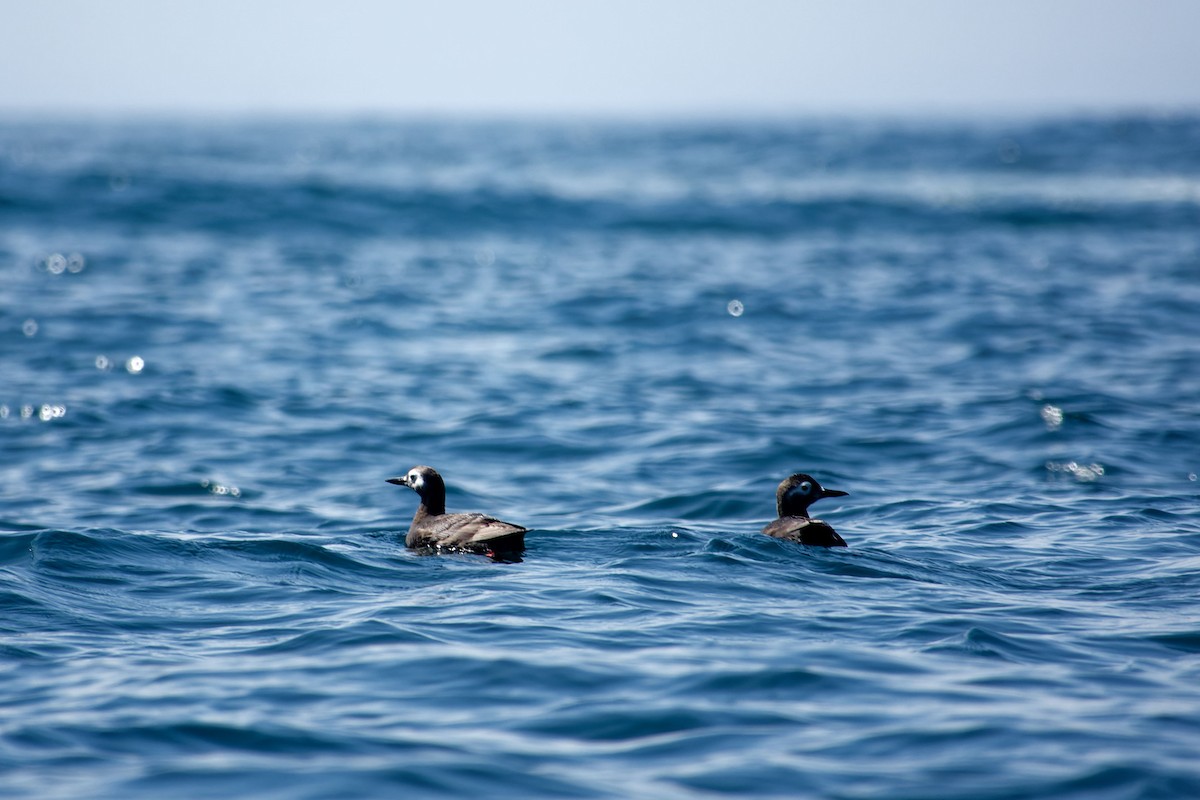 Spectacled Guillemot - ML622353869