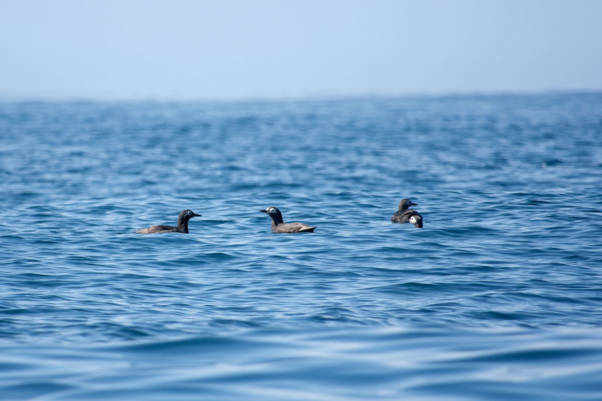 Spectacled Guillemot - ML622353871