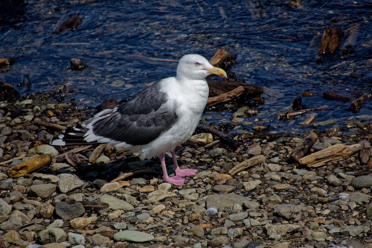 Gaviota de Kamchatka - ML622353881