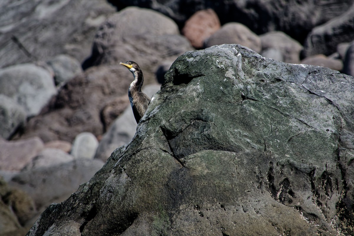 Japanese Cormorant - ML622353893