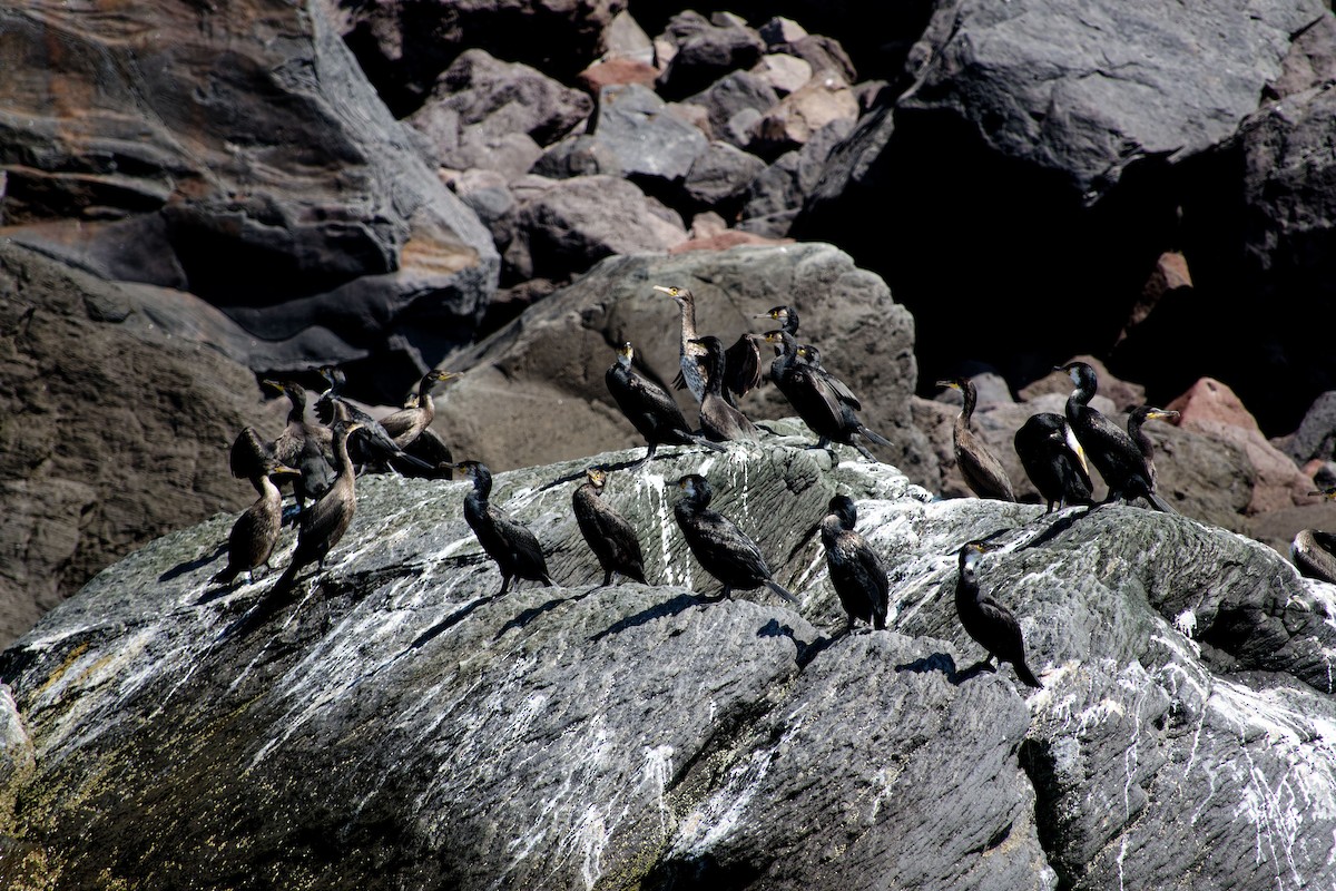 Japanese Cormorant - ML622353903