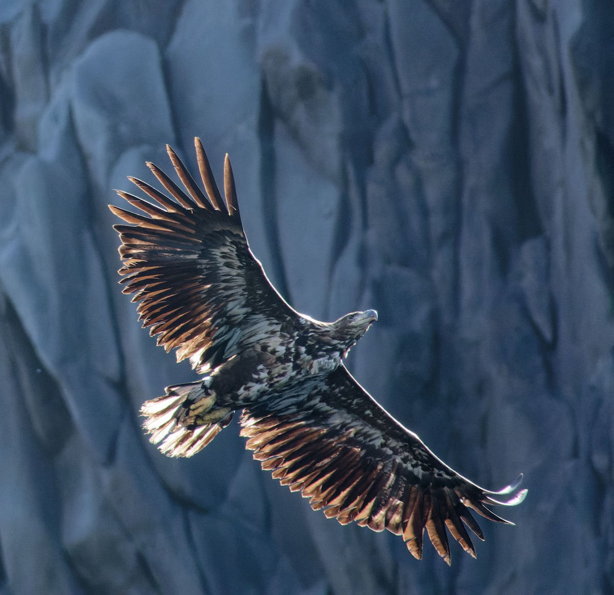 White-tailed Eagle - ML622353918