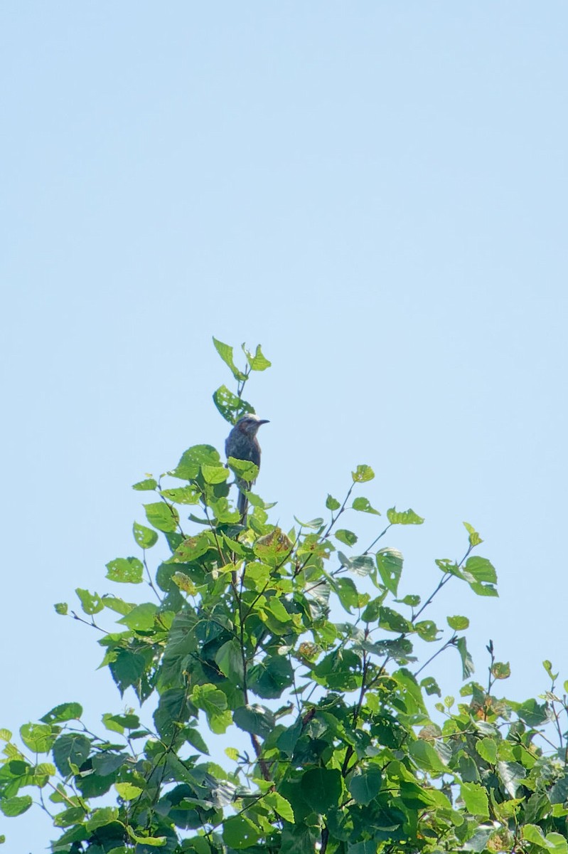 Brown-eared Bulbul - ML622353924