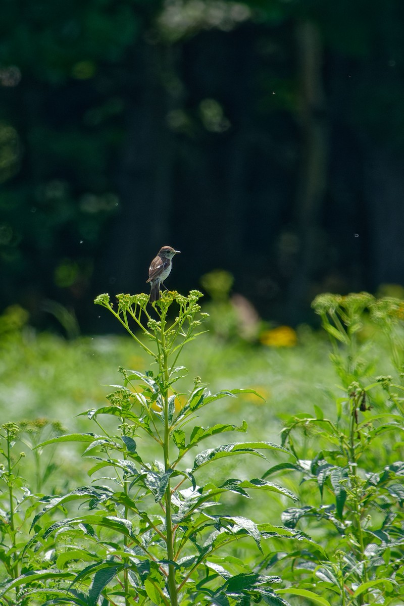 Asian Brown Flycatcher - ML622353934