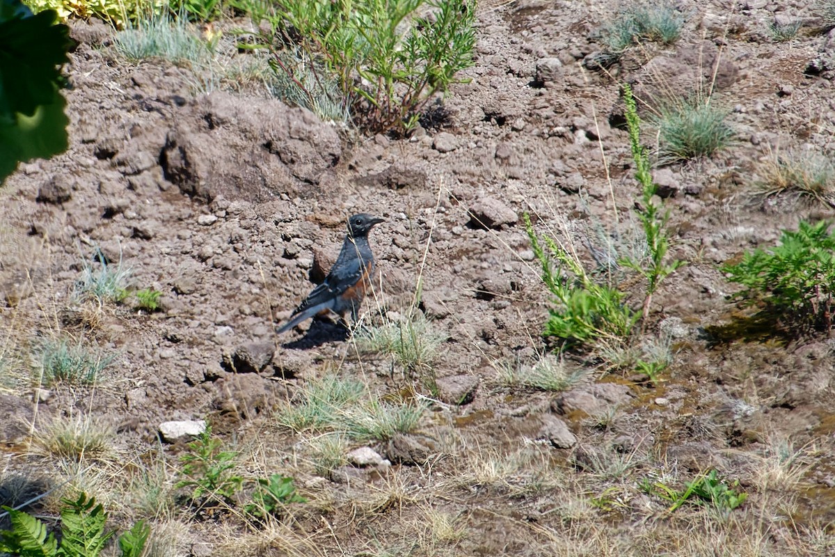 Blue Rock-Thrush (philippensis) - ML622353938