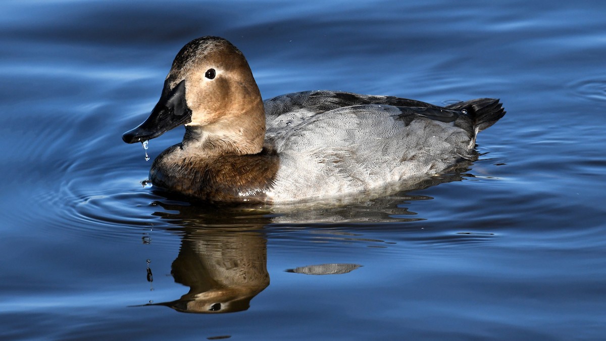 Canvasback - ML622353942