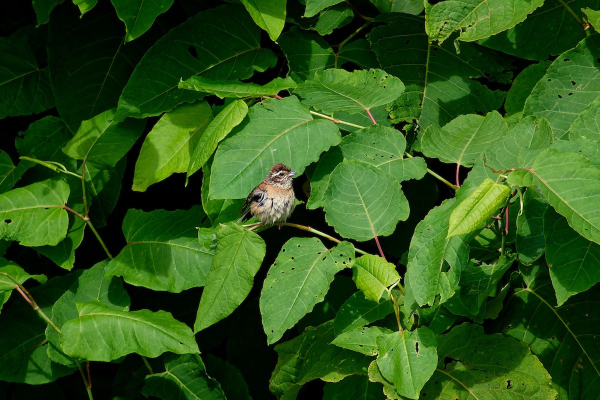 Meadow Bunting - ML622353948