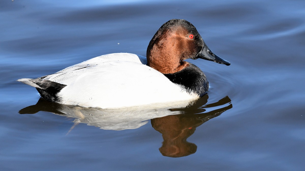 Canvasback - ML622353950