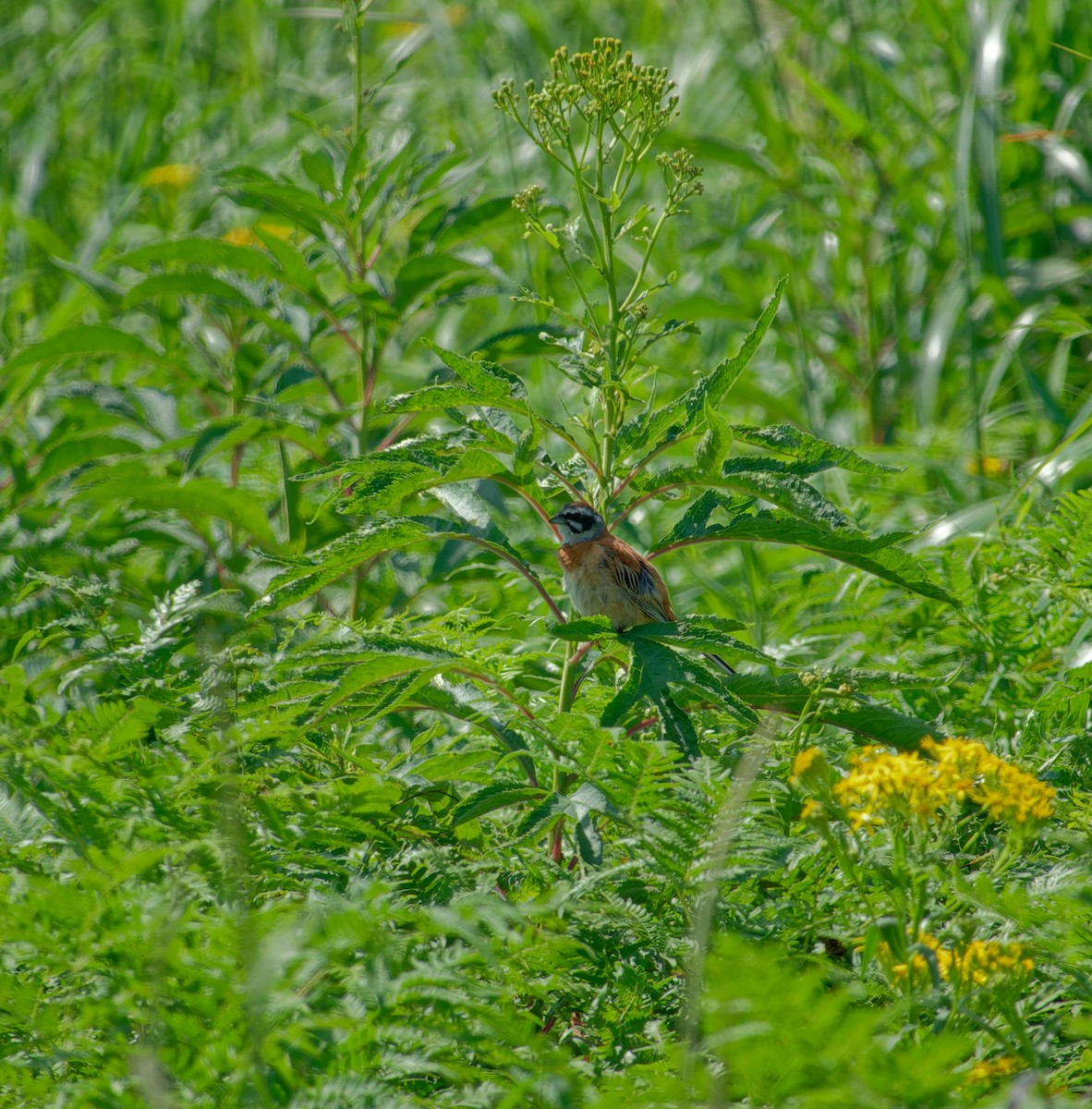 Meadow Bunting - ML622353951