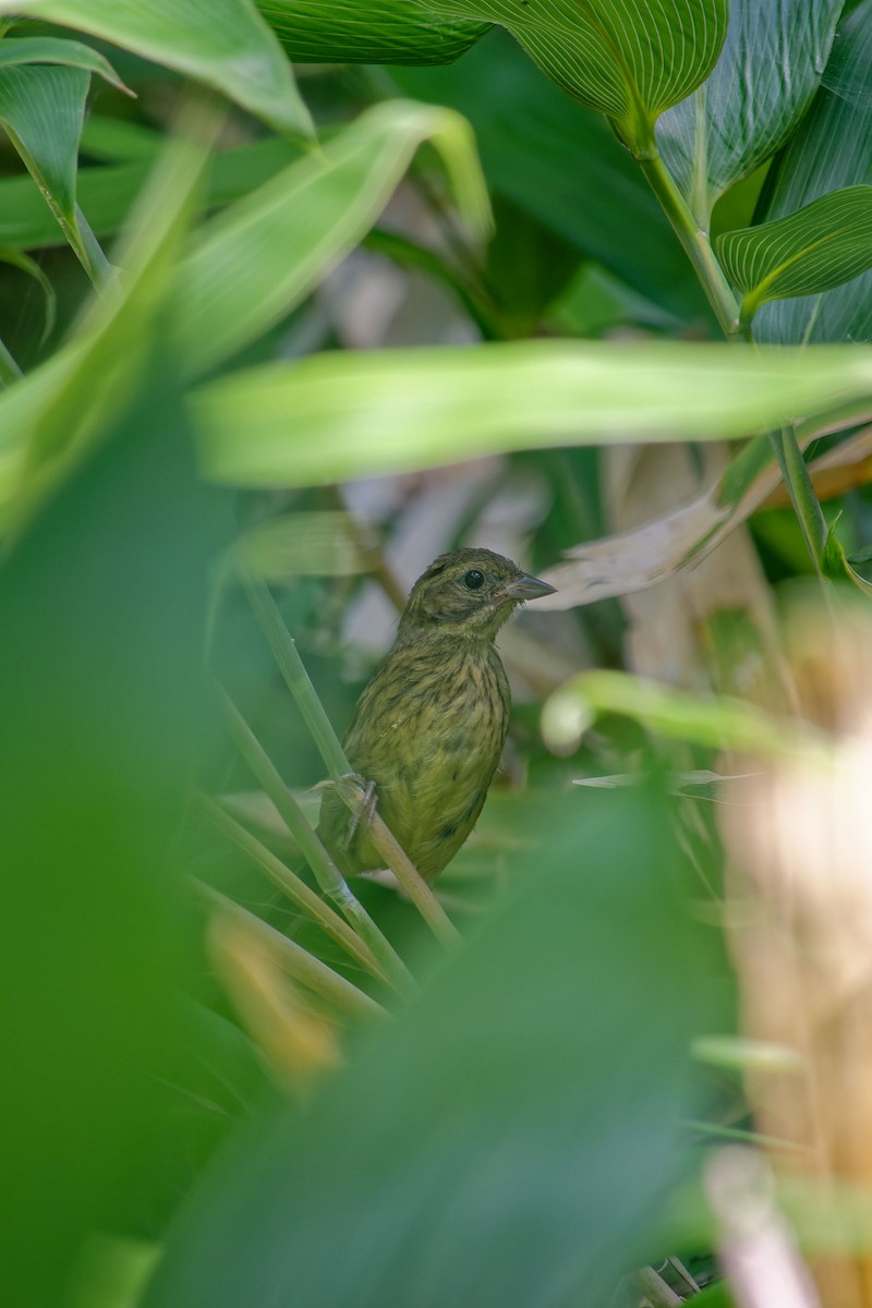 Masked Bunting - ML622353953