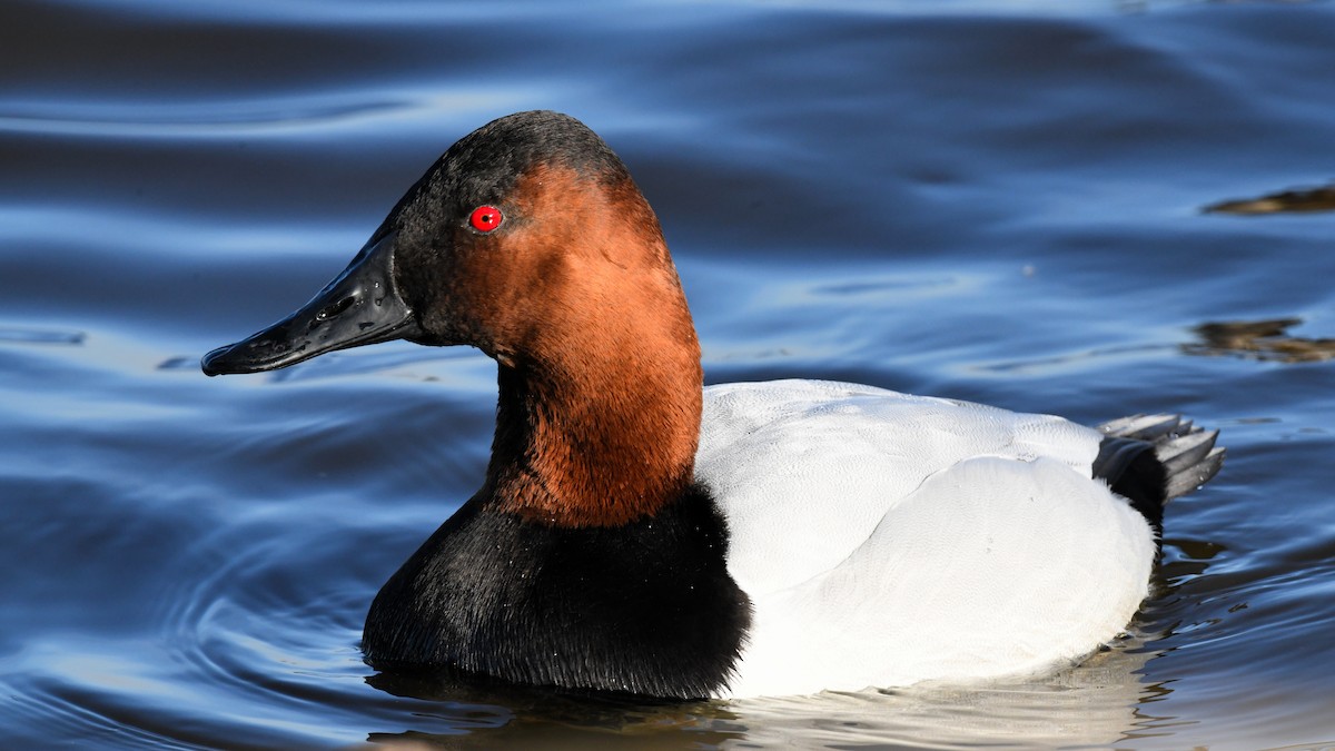 Canvasback - ML622353954