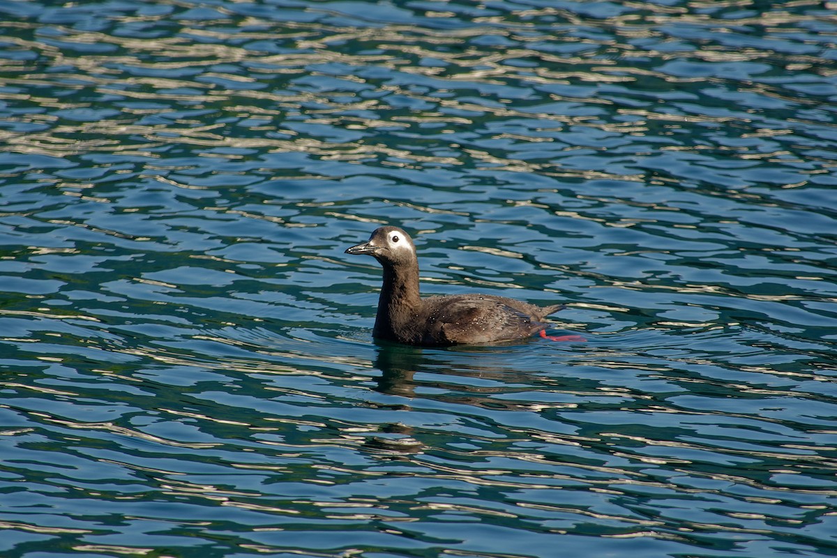 Spectacled Guillemot - ML622353992