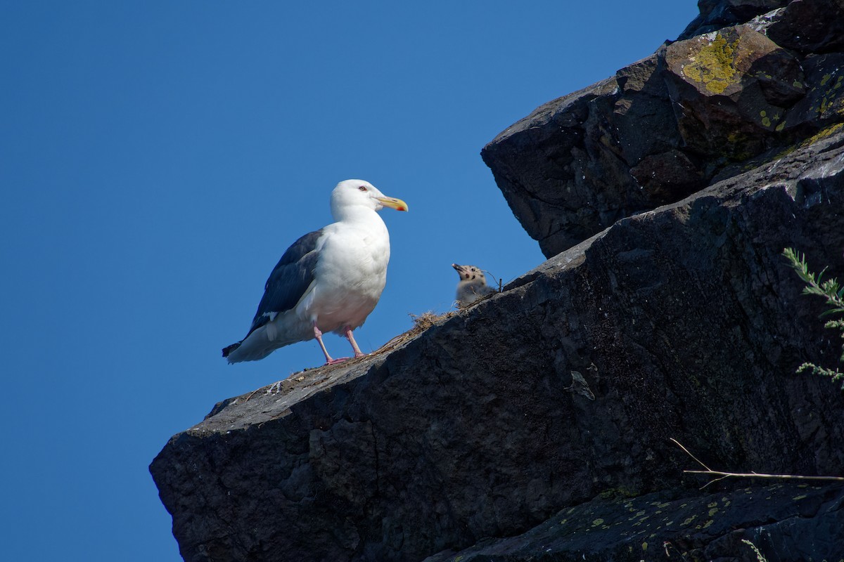 Gaviota de Kamchatka - ML622353993