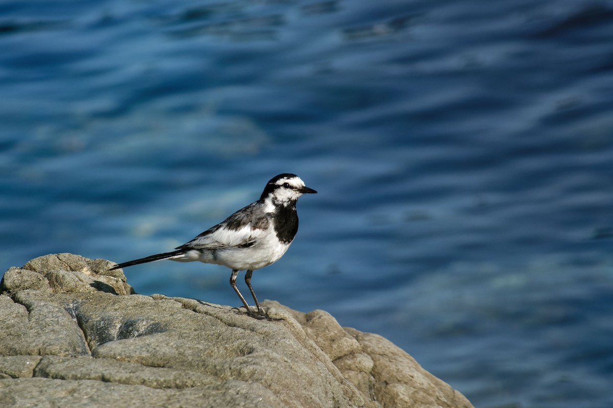 White Wagtail (Black-backed) - ML622354000