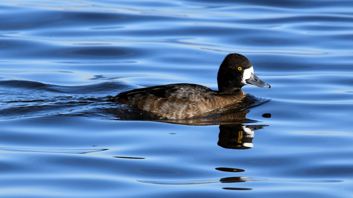 Lesser Scaup - Soren Bentzen