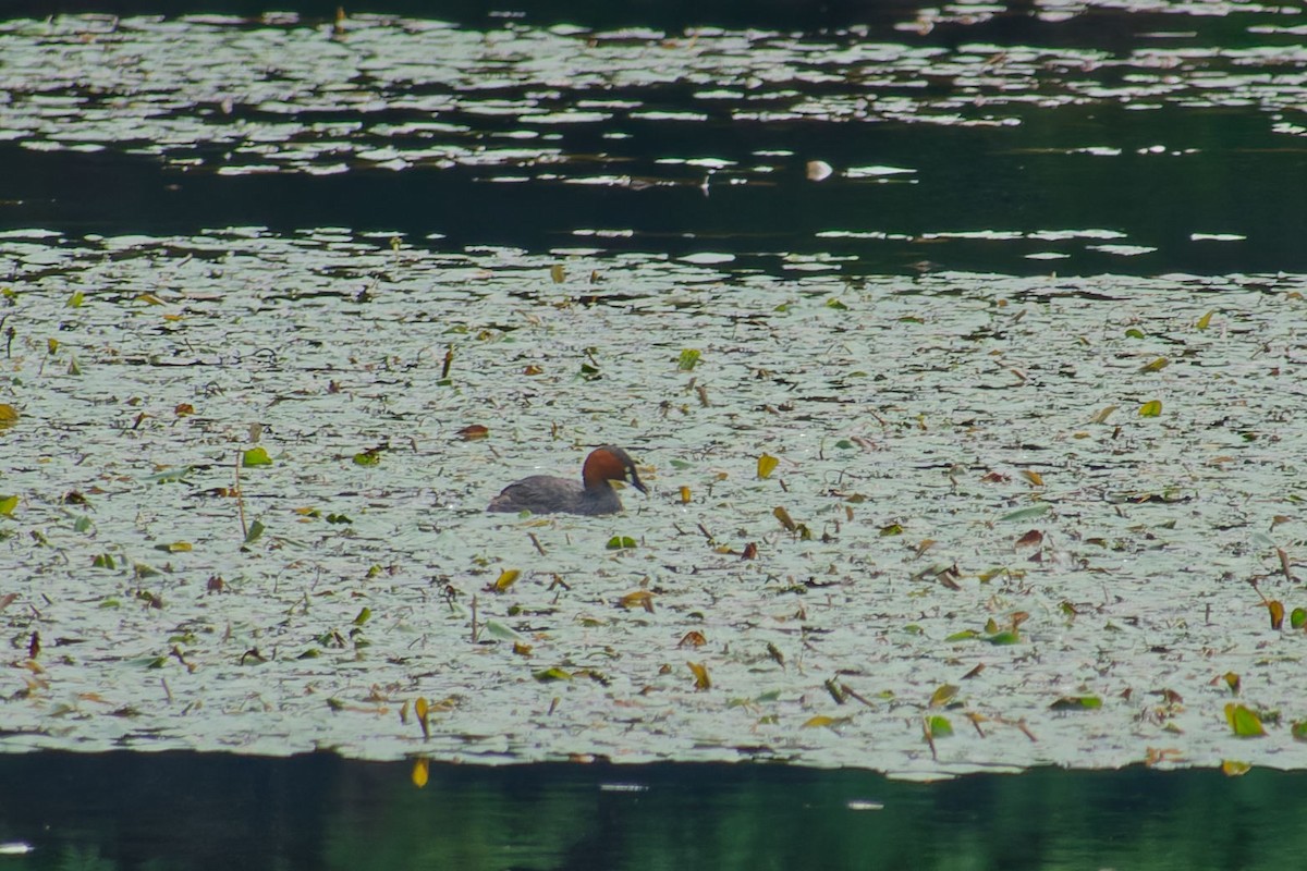 Little Grebe (Little) - Lucas Koh