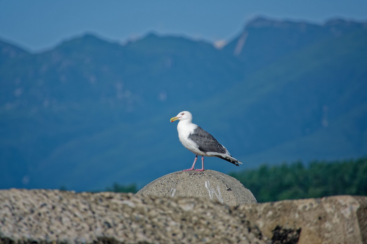 Gaviota de Kamchatka - ML622354034