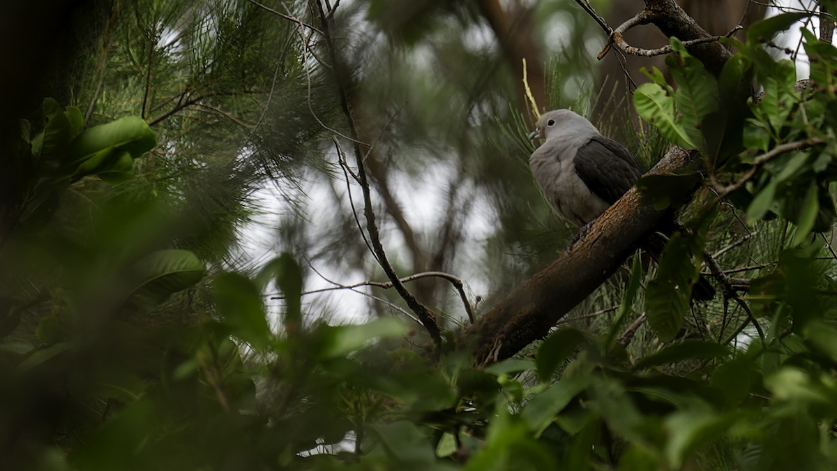 Gray Imperial-Pigeon - ML622354073