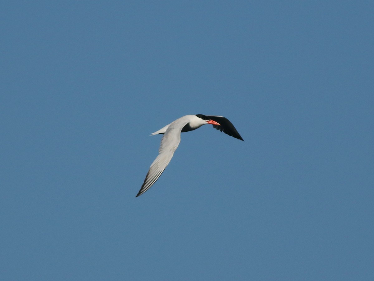 Caspian Tern - Brandon Brogle