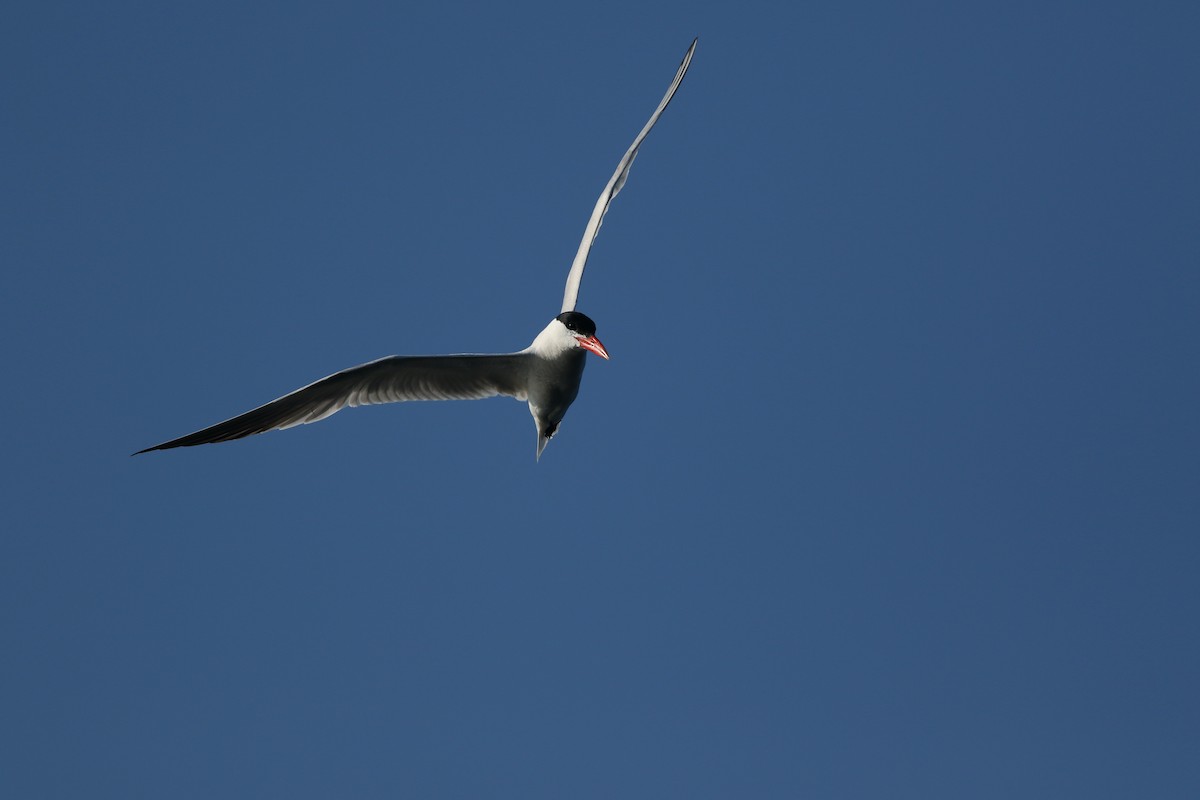 Caspian Tern - Brandon Brogle