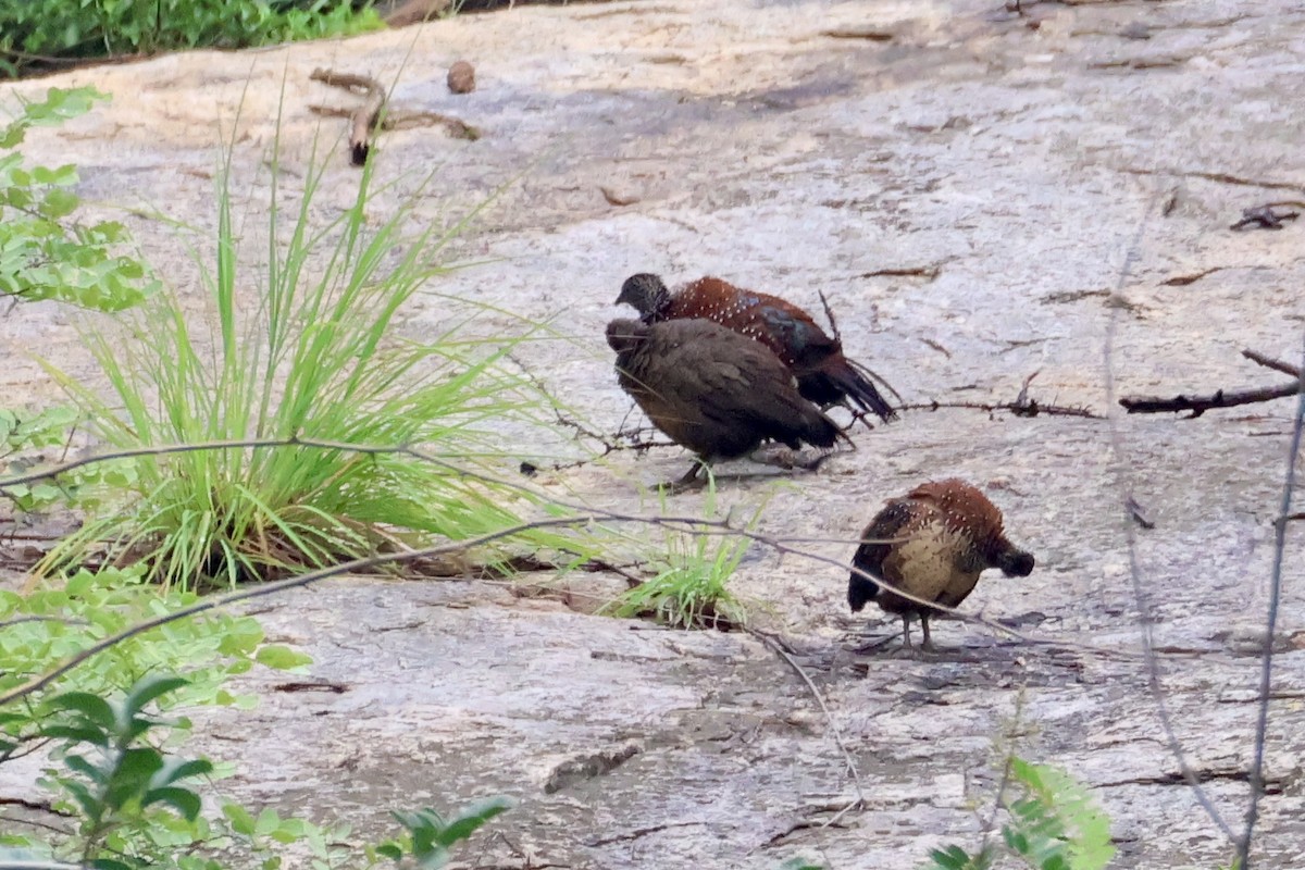 Painted Spurfowl - ML622354167