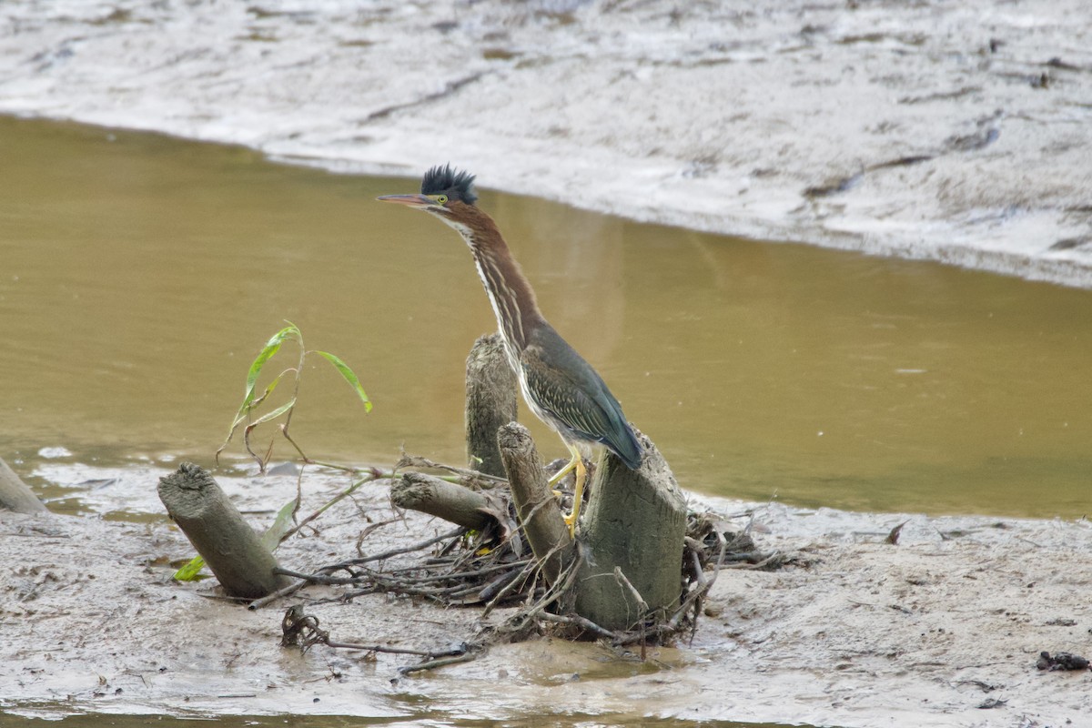 Green Heron - ML622354290