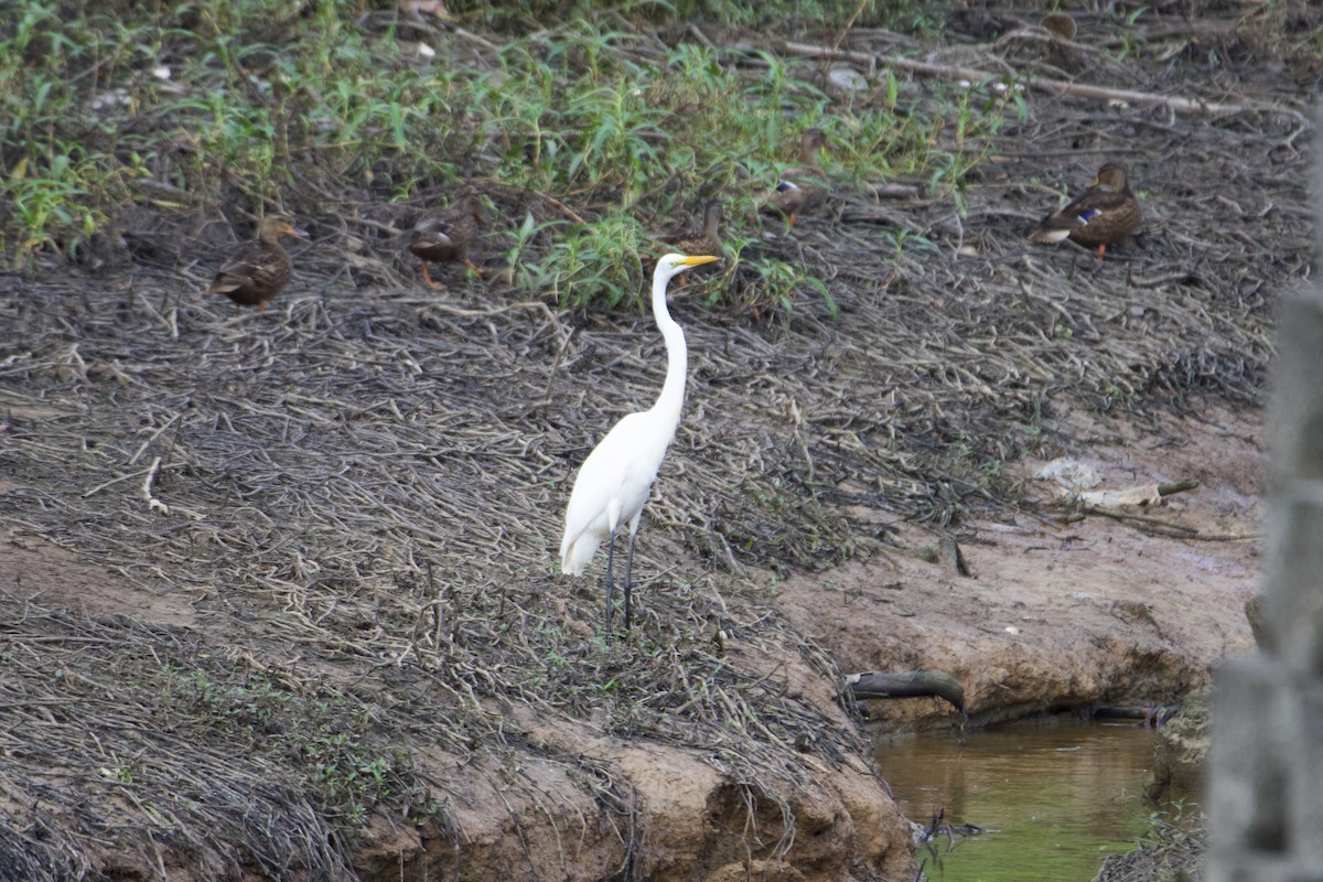 Great Egret - ML622354293