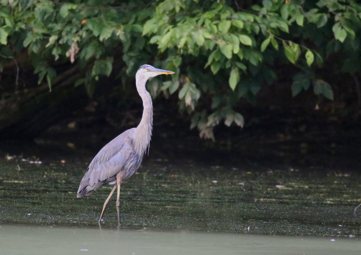 Great Blue Heron - ML622354356