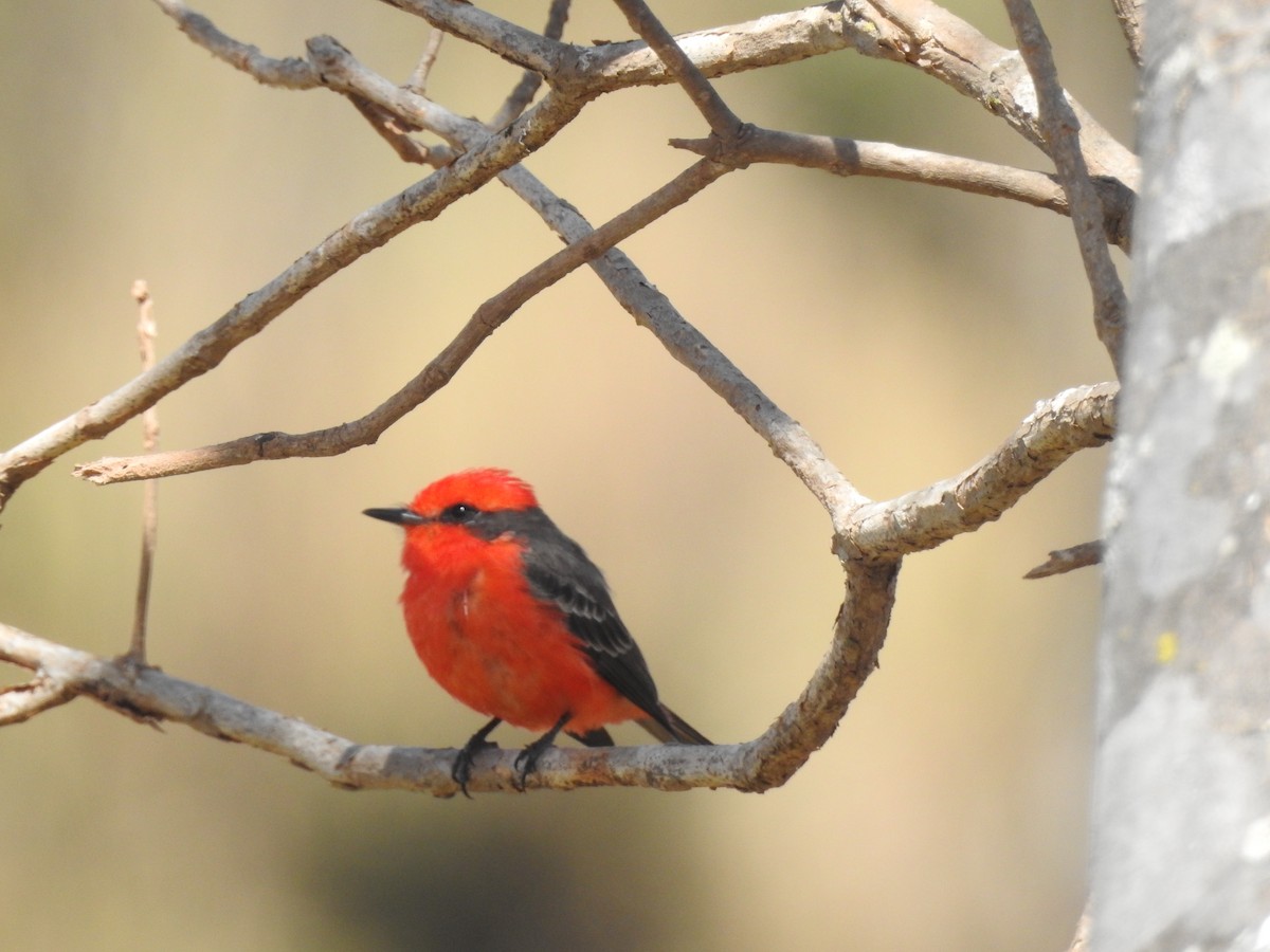 Vermilion Flycatcher (Austral) - ML622354380