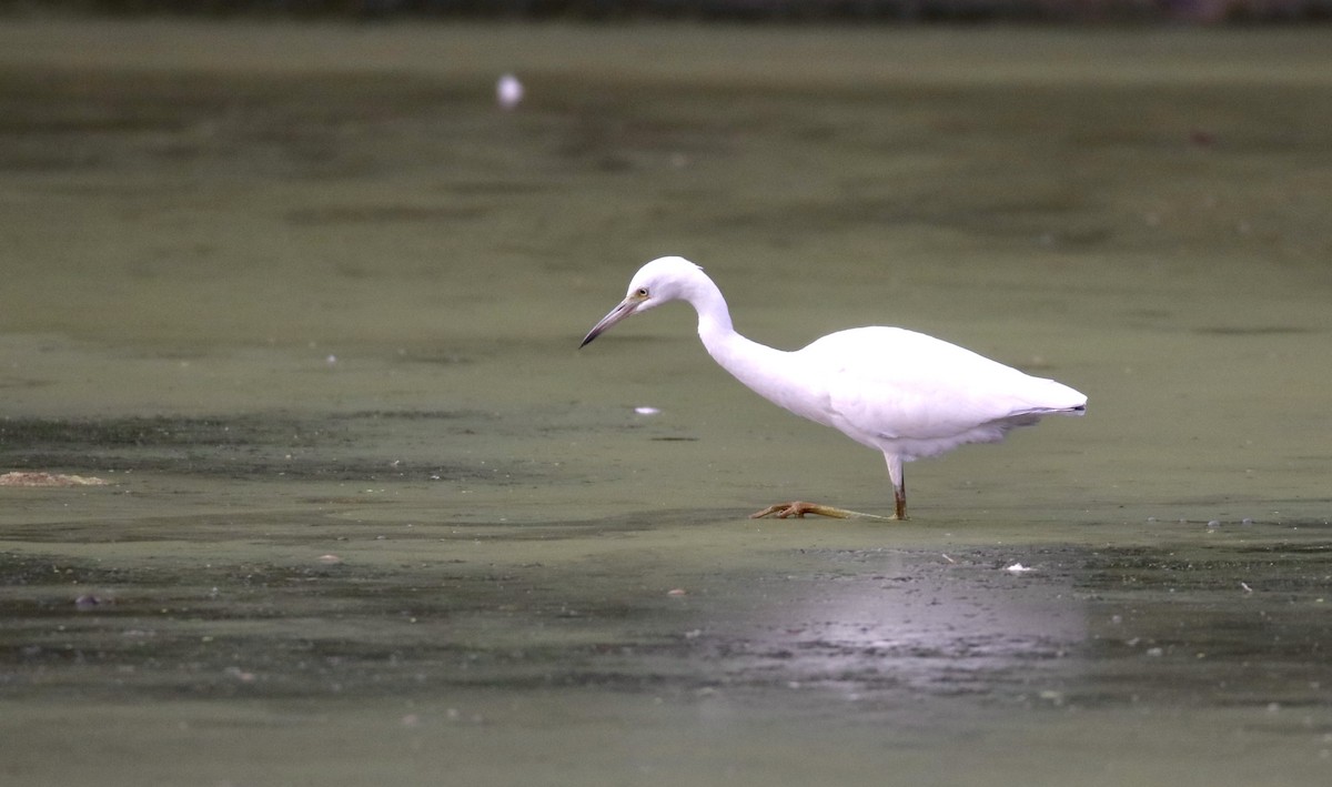 Little Blue Heron - ML622354386