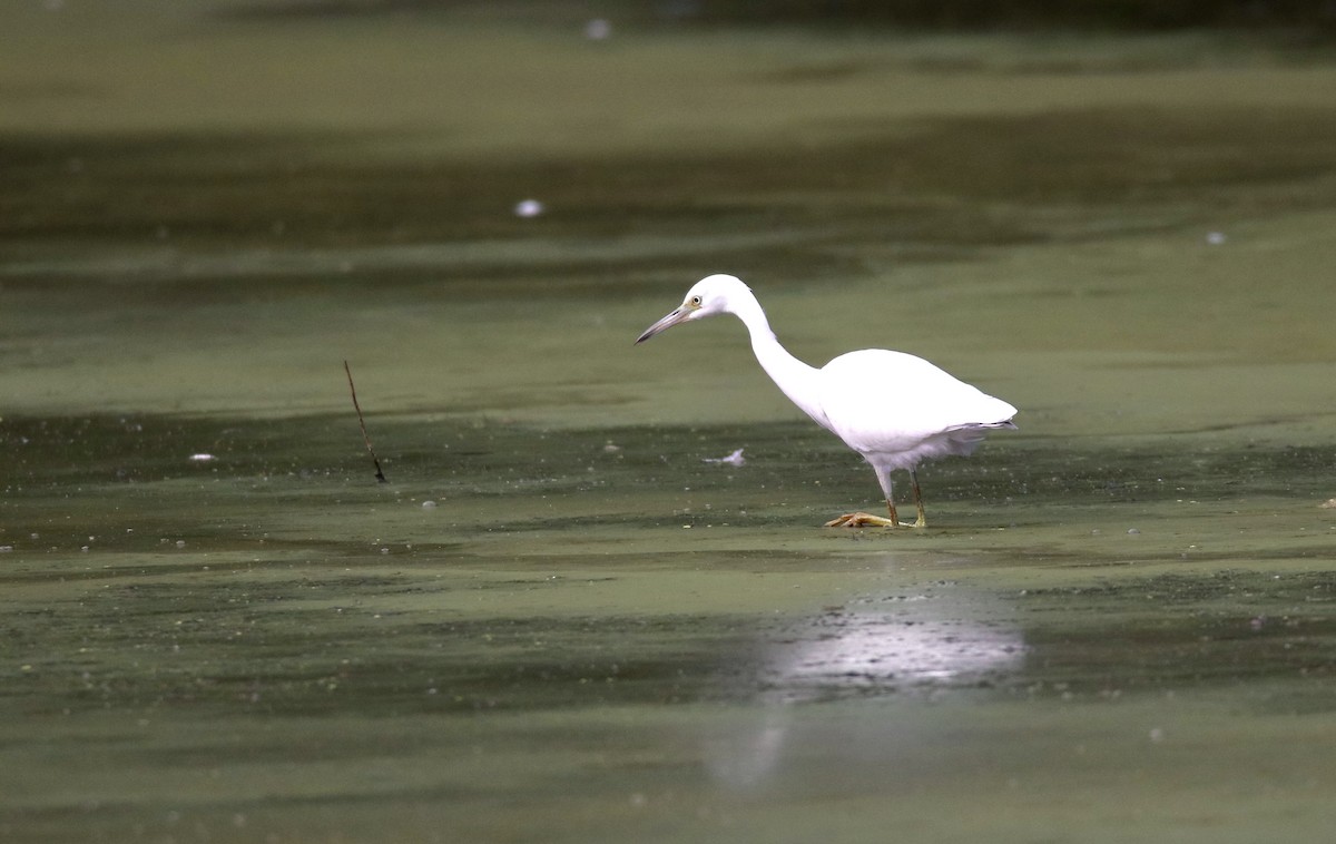 Little Blue Heron - ML622354387