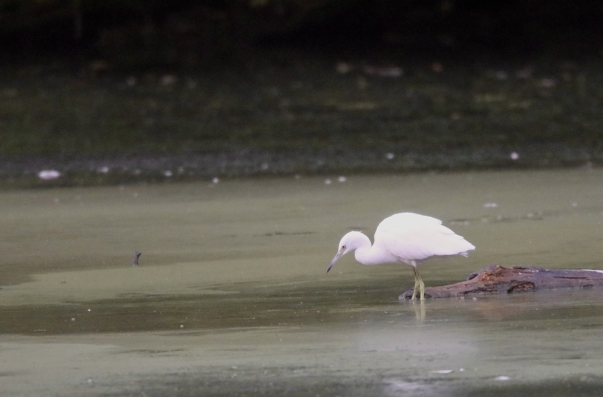 Little Blue Heron - ML622354388