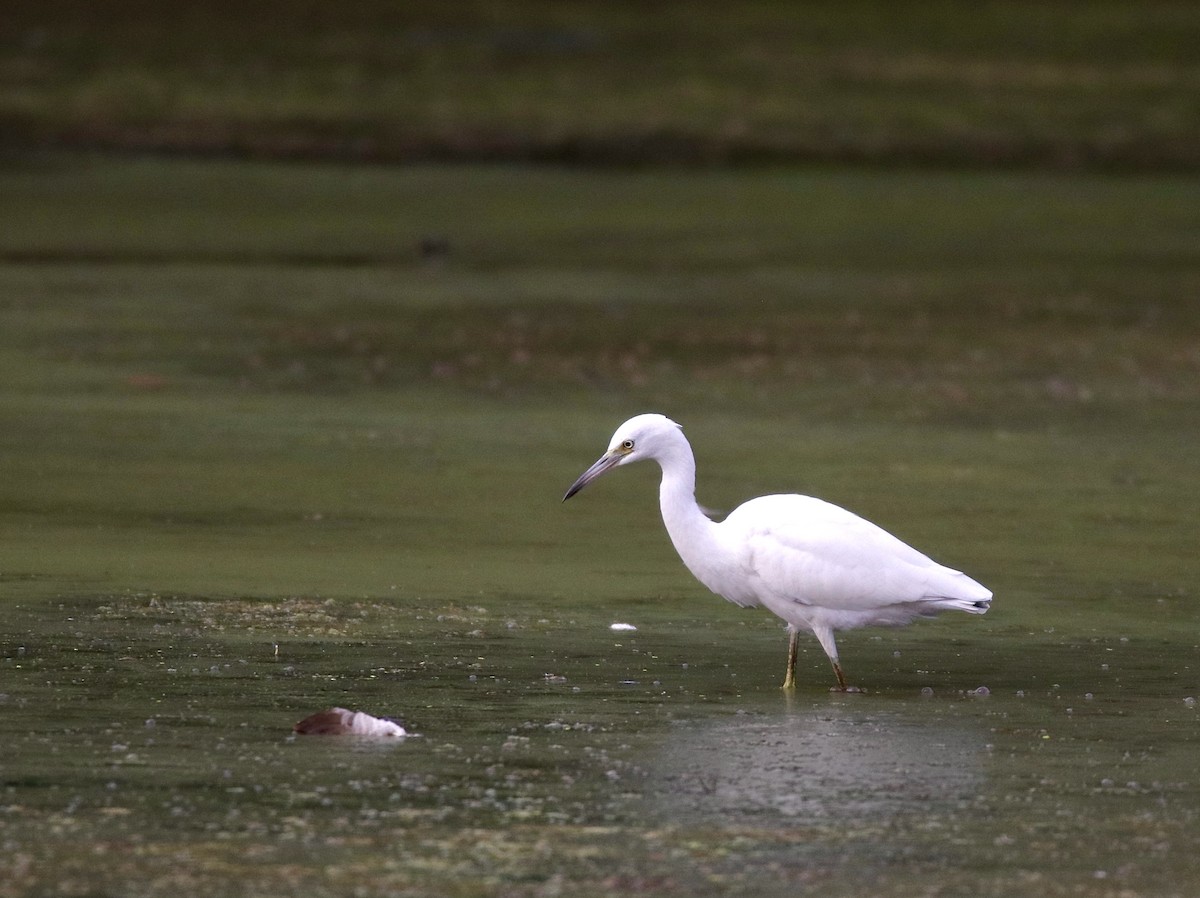 Little Blue Heron - ML622354389