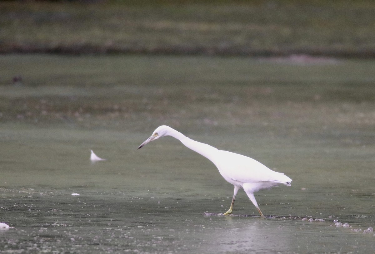 Little Blue Heron - ML622354390