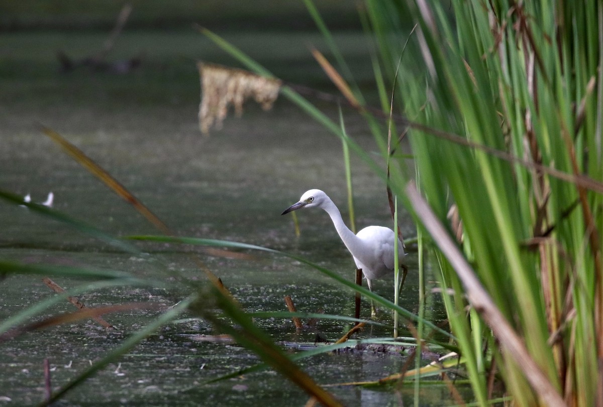 Little Blue Heron - ML622354391