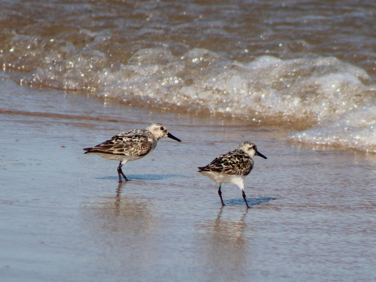 Sanderling - ML622354519